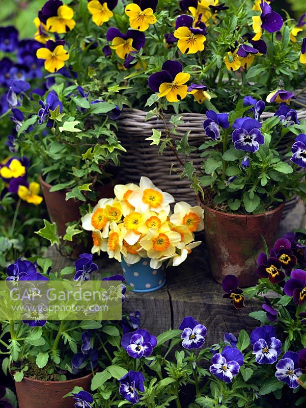 A spring container display of bedding Viola 'Yellow Duet', 'Denim Jump Up' and 'Sorbet' with Narcissus jonquilla 'La Belle'.