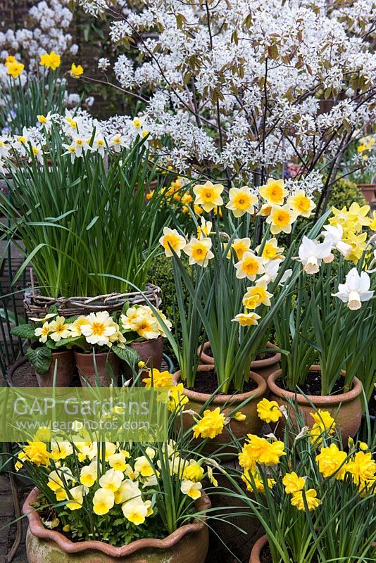 Spring flowering daffodils in front of Amelanchier x lamarckii in blossom. Narcissus clockwise left to right: N. 'Double Smiles', N. 'Jack Snipe', N. cyclamineus 'Cotinga', N. jonquilla 'Derringer', N. 'Pippit' and N. 'Bell Song'.