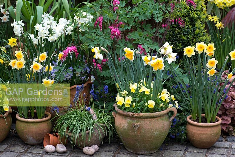 A spring container display with Narcissus 'Derringer', 'Orangerie' and 'Silver Chimes', with Liriope, muscari, viola and Lamprocapnos spectabilis behind.