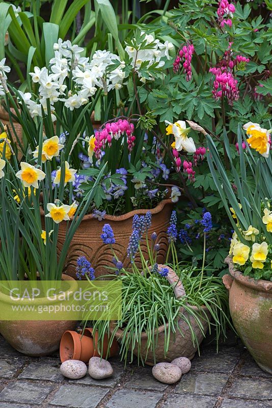 A spring container display with Narcissus 'Derringer', 'Orangerie' and 'Silver Chimes',  Liriope muscari, viola with Lamprocapnos spectabilis behind.