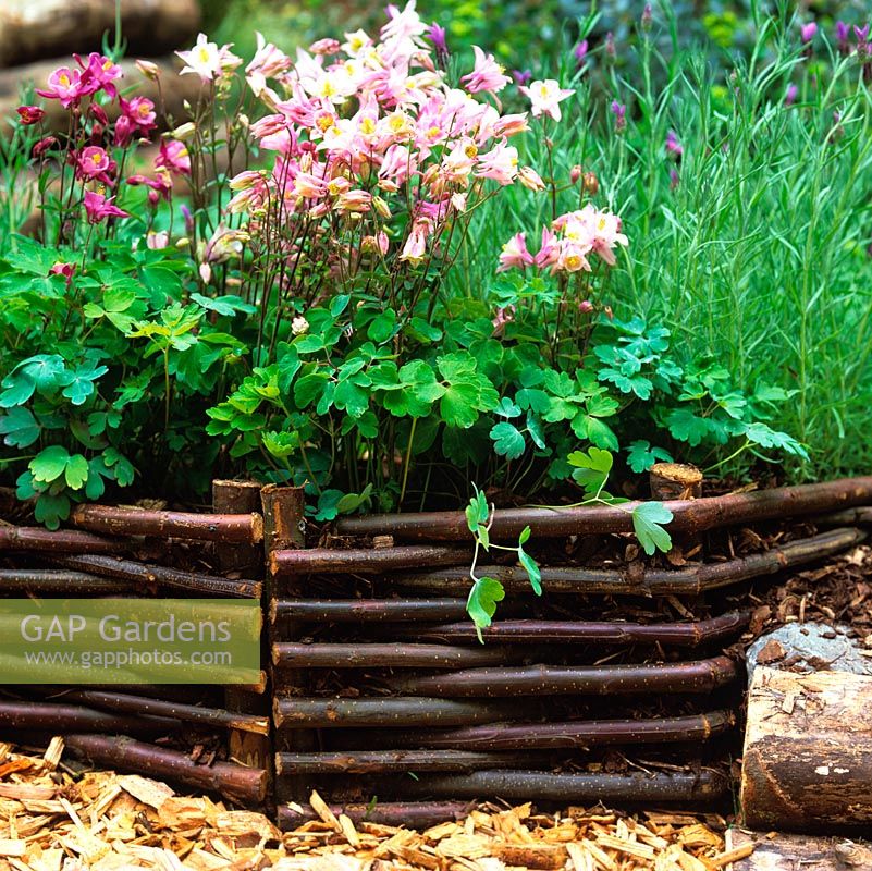 Low edging panels woven from lengths of willow or hazel. Natural look which blends well with planting of aquilegia.