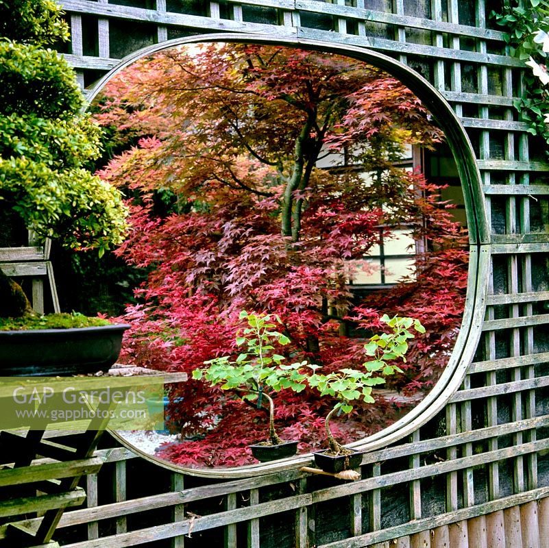 Mirror on trellis side wall of Japanese garden reflects red leaved Japanese acers.