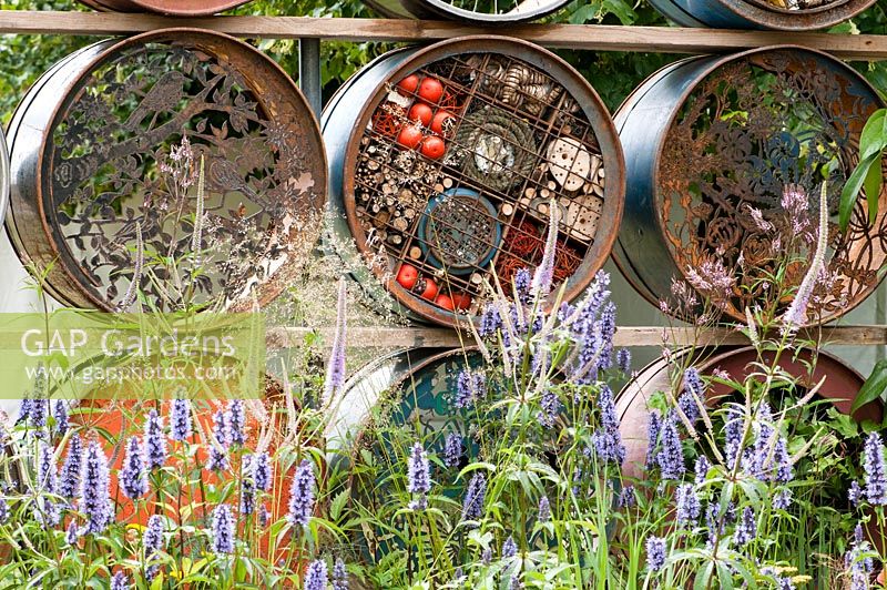 Empty oil drums have been transformed to create an alternative garden fence. Plants include Agastache Black Adder and Veronicastrum