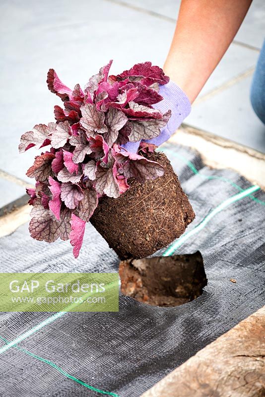 Woman placing Heuchera plant in prepared hole in soil covered with weed suppression membrane.