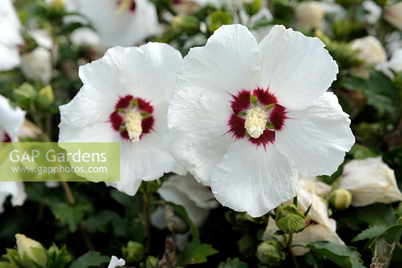 Hibiscus syriacus 'Red Heart'