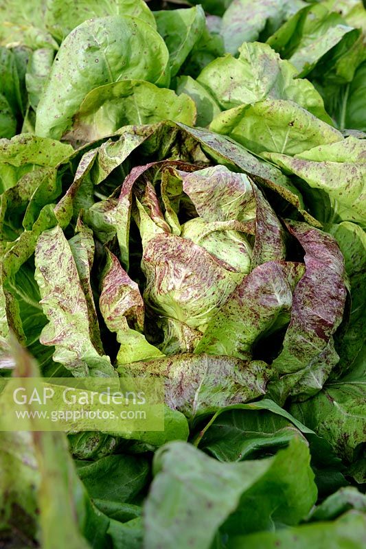 Cicoria 'Variegata di Castelfranco'- Italian Chicory 