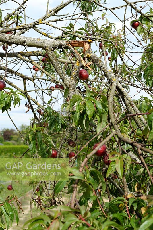 Prunus persica nucipersica  - Nectarine tree with split branch caused by heavy fruits and strong winds