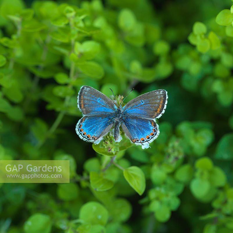 Polyommatus bellargus - Adonis Blue butterfly rests on Origanum vulgare - marjoram 
