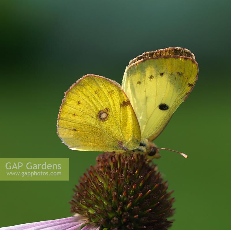 Colias croceus - Clouded Yellow butterfly rests on Echinacea purpurea - coneflower.