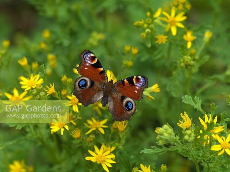 Peacock butterfly - Inachis io is one of the UK's most common garden visitors, searching for nectar on a wide range of flowers, such as ragwort - Senecio jacobaea