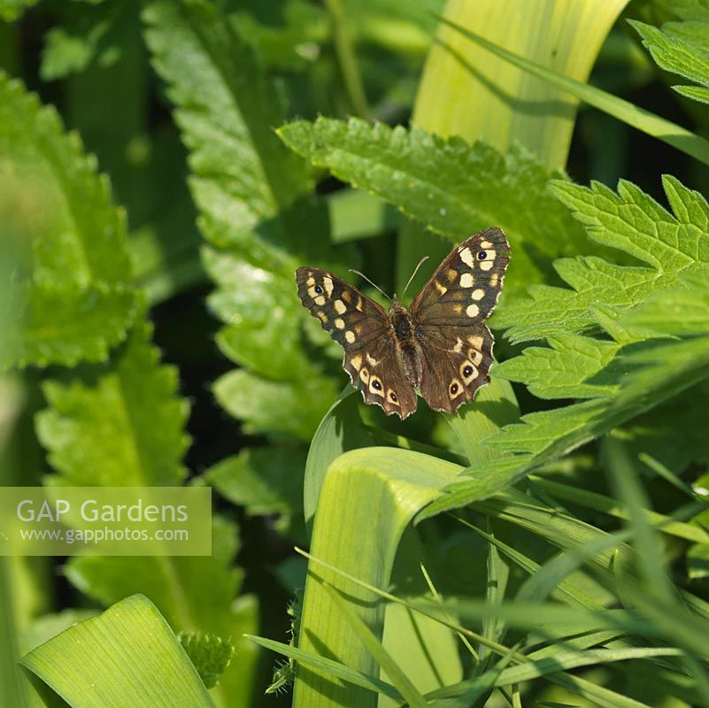 Wood butterfly settled on foliage.