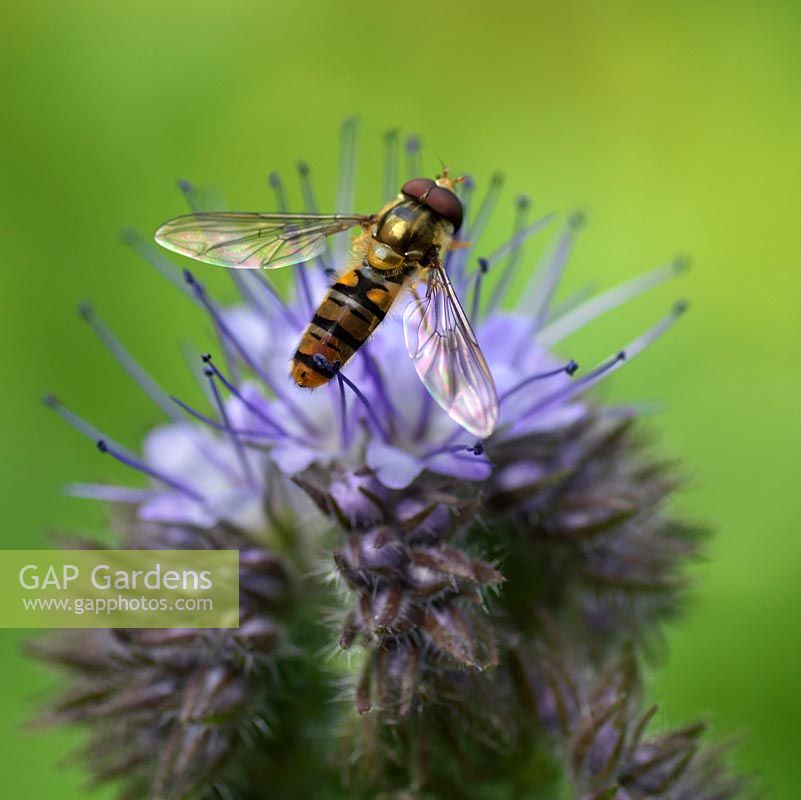 A hover fly feeds on the flowerhead of Phacelia tanacetifolia, an annual loved by beneficial insects - bees, lacewings and ladybirds. 