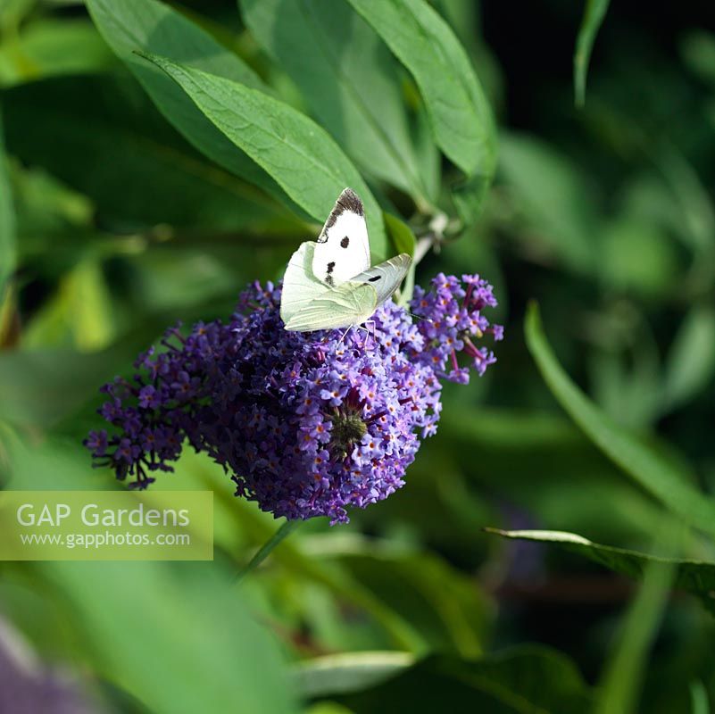 Pieris rapae - Small White butterfly balanced precariously Buddleija davidii 'Grey Dawn'.