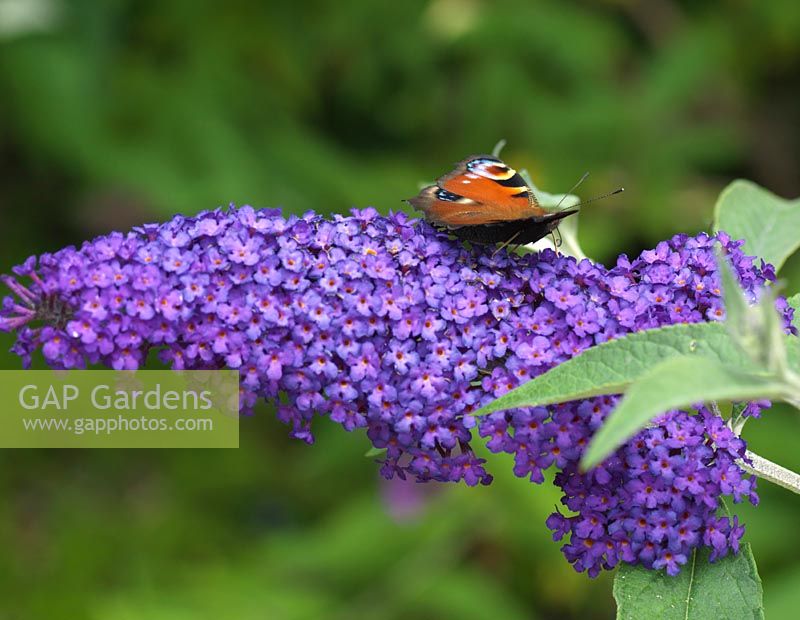 Peacock butterfly - Inachis io feeds on buddleia flowers, the butterfly bush.