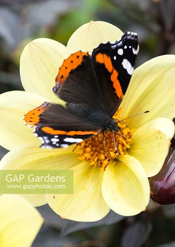 Red admiral butterly alights on golden dahlia.