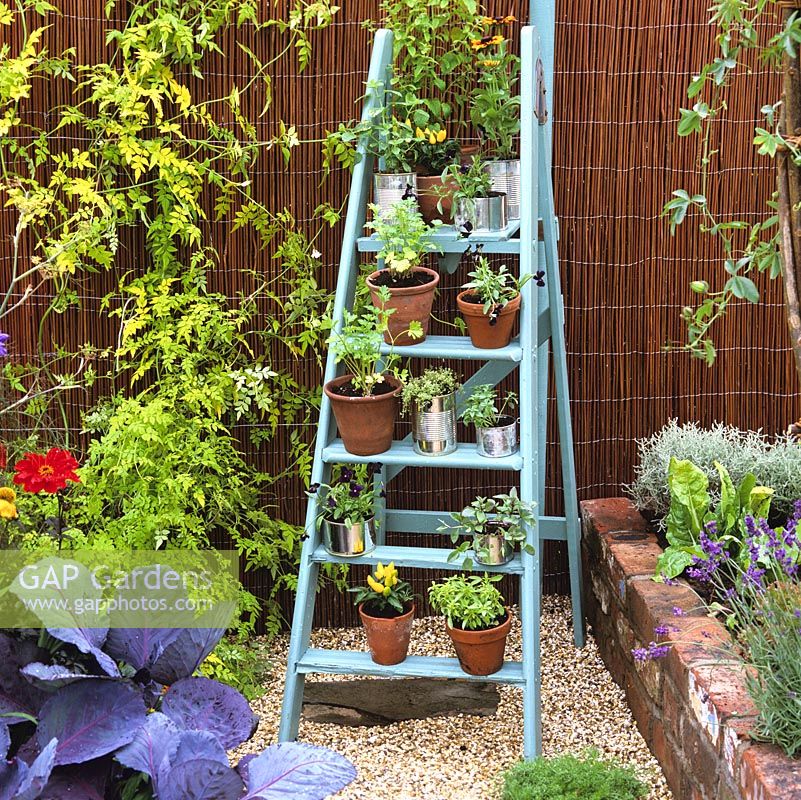 Blue-painted ladder provides shelves for pots and cans of herbs and chillies. A movable set of shelves, ideal for a small space.
