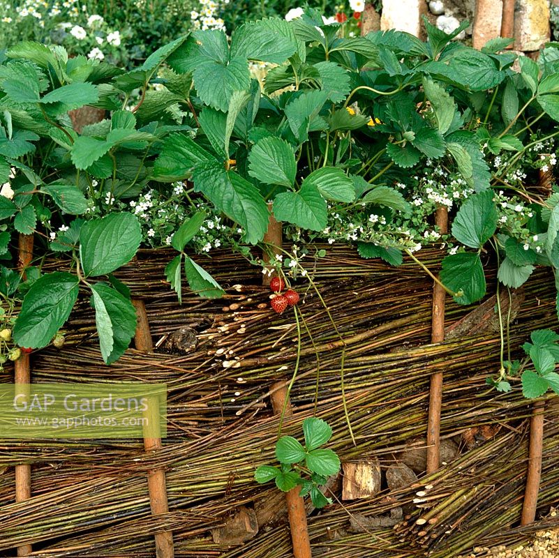 Willow hurdle is used to build a low retaining wall in which strawberries are planted.