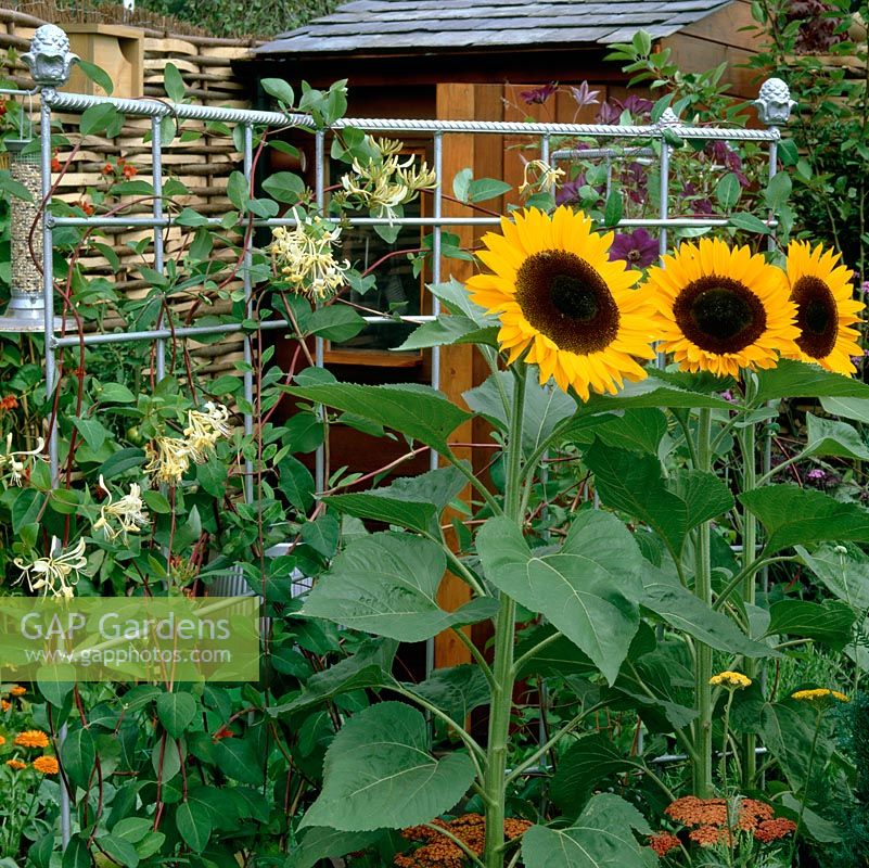 Garden trellis made from steel reinforcing mesh sprayed silver, with acorn finials. Supports honeysuckle, clematis and sunflower Elite Sun.