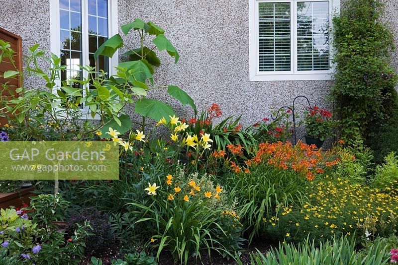 Border with yellow Coreopsis virticillata 'Zagreb' - Tickseed, orange and yellow Hemerocallis - Daylily flowers, Paulownia - Empress Tree and purple flowering Clematis in backyard garden in summer, Jardin Secret garden, Quebec, Canada