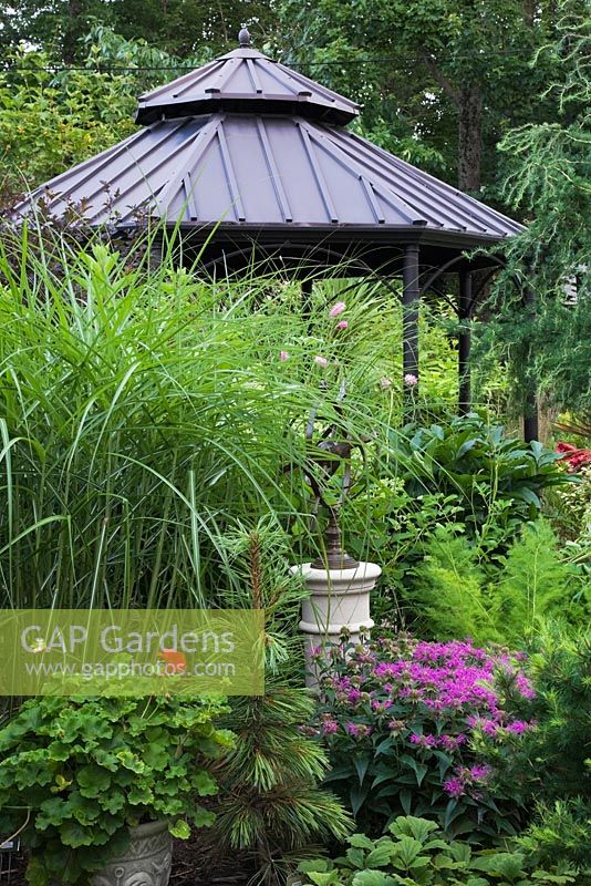 Red Pelargonium - Geraniums, Pinus cembra 'Algonquin Pillow' - Pine Tree, purple Monarda 'Grand Parade' flowers,  Miscanthus sinensis - Ornamental Grass and Gazebo in backyard garden in summer, Jardin Secret garden, Quebec, Canada