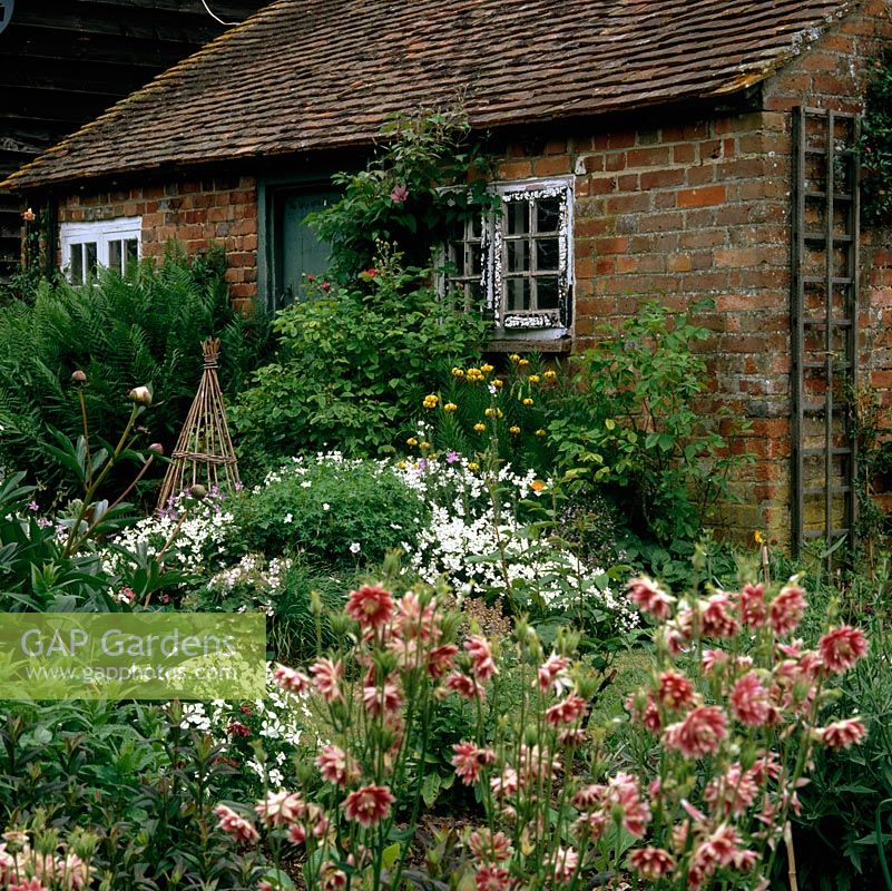 Old brick bothy with its fern, old golden Turks Cap lilies and  roses, seen through heads of Aquilegia vulgaris var. stellata 'Nora Barlow', plus a mass of self-seeding viola.