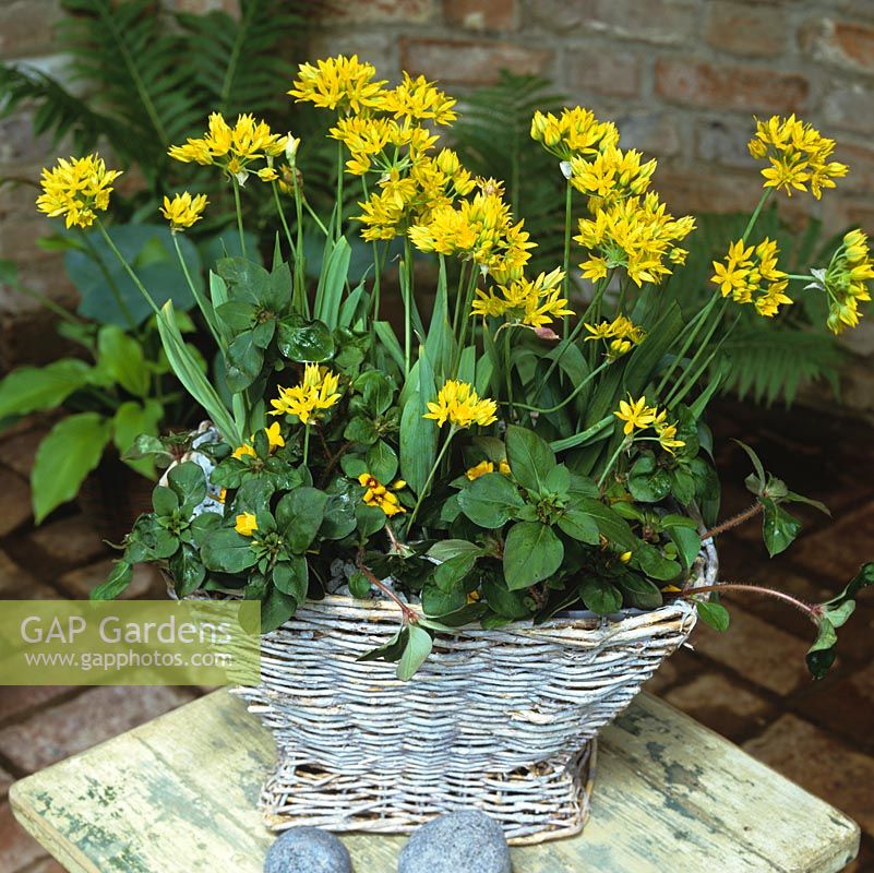 Woven willow basket of golden Allium moly  blended with lysimachia.