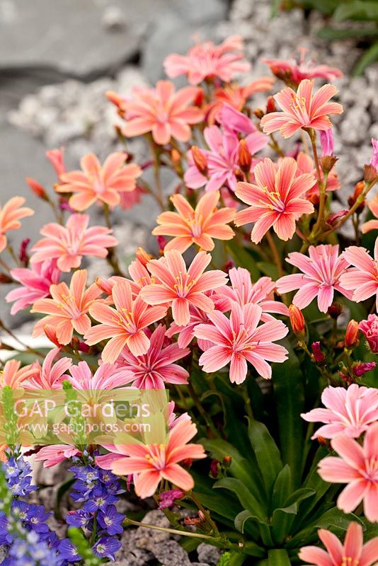 Lewisia 'Little Plum', May, London