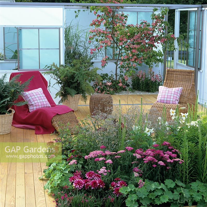 Decked terrace with cane loungers anand tubs of fern. White screens. In courtyard, pink Cornus kousa Satomi and penstemon. Bed of dahlia, lily, alchemilla, achillea.