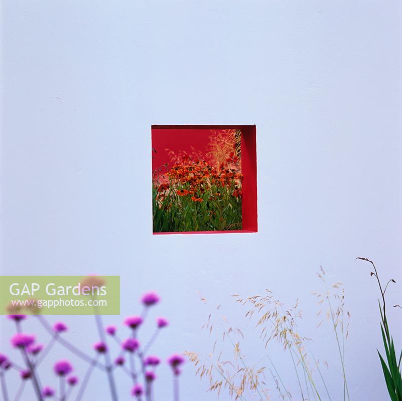 Glimpse through tiny opening in white wall of modern courtyard garden, showing fiery red panels and beds of perennials with ornamental grasses.