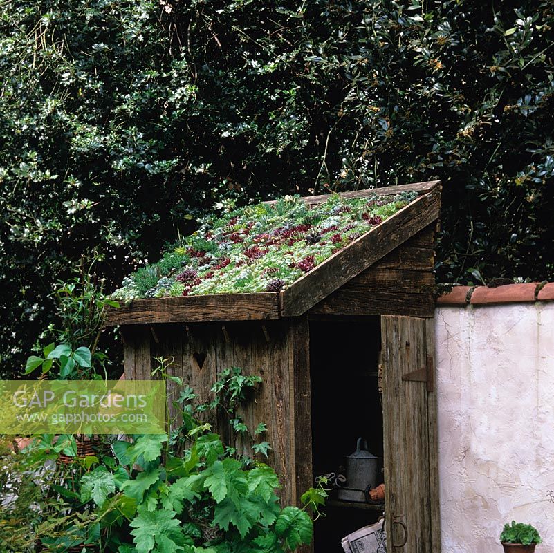 Drought tolerant, living sedum roof on small wooden shed, a former privy.