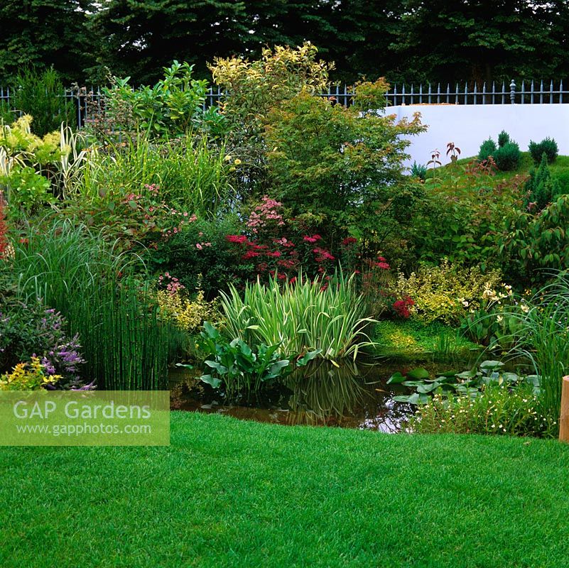 By lawn, tranquil pool with water lilies, edged in marginal planting of iris, grasses, mint, typha, arum and acorus.