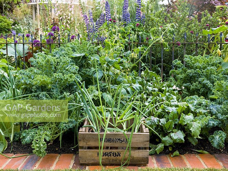Vegetable plot, separated from flower garden by iron railings. Wooden box of potted onion. In beds in rows, beetroot, curly kale and tomato.