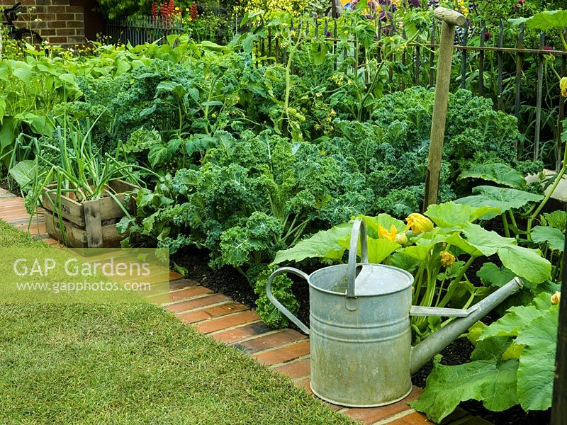 Vegetable plot, separated from flower garden by iron railings. Wooden box of onions and watering can. In beds in rows, curly kale, beetroot, tomato, bean and courgette.