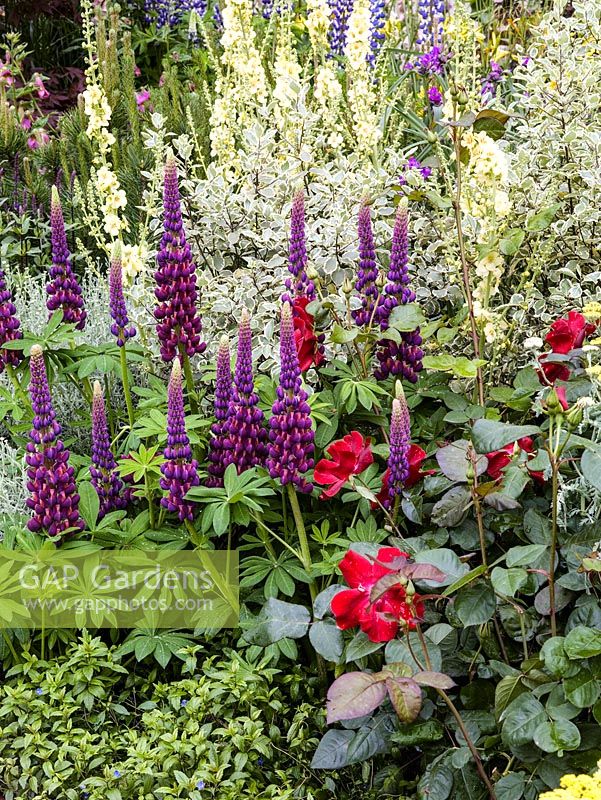 Herbaceous border with striking planting combination of lupins, roses and verbascum with foliage of dogwood.