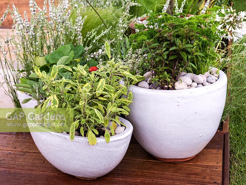 Pots of herbs - sage, mint, parsley and strawberry.