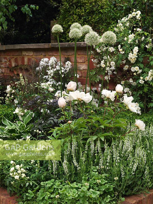 Walled garden. White bed: Allium Mount Everest, Salvia x sylvestris Schneehugel, Viola cornuta Alba, foxglove, aquilegia, Rosa Rambling Rector, Paeonia Krinkled White.