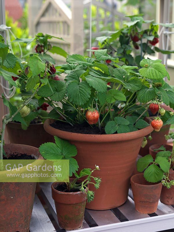 Terracotta pots of abutilon and strawberries on shelf in greenhouse.