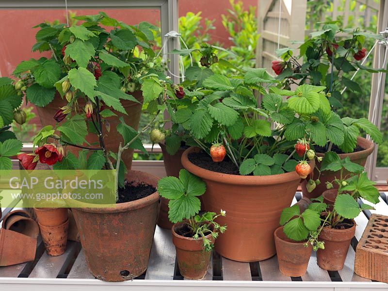 Terracotta pots of abutilon and strawberries on shelf in greenhouse.