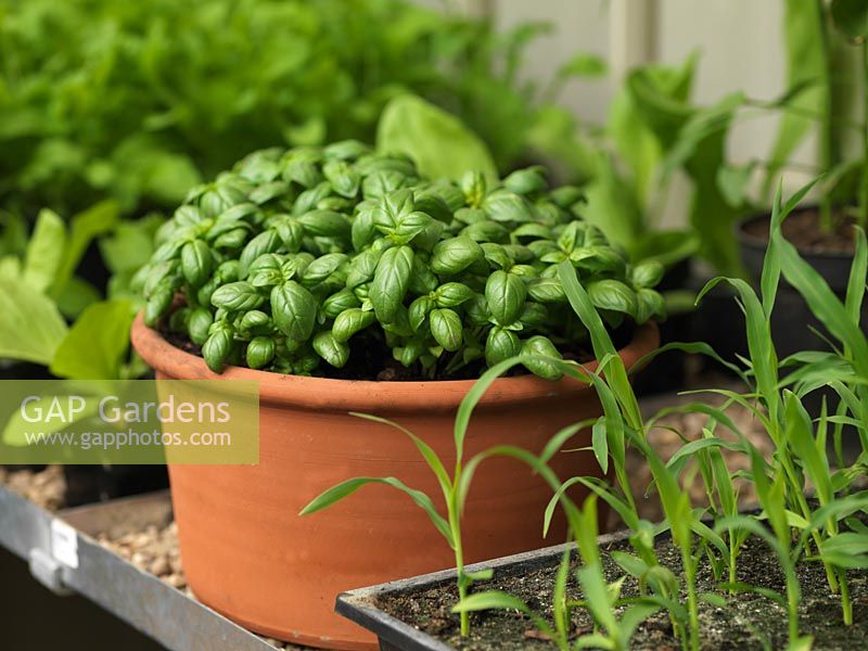 Terracotta pot of basil thrives in warmth of a greenhouse.
