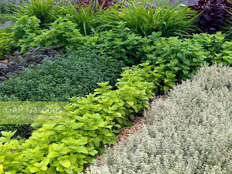 A modern herb garden planted with thyme, sage and oregano.