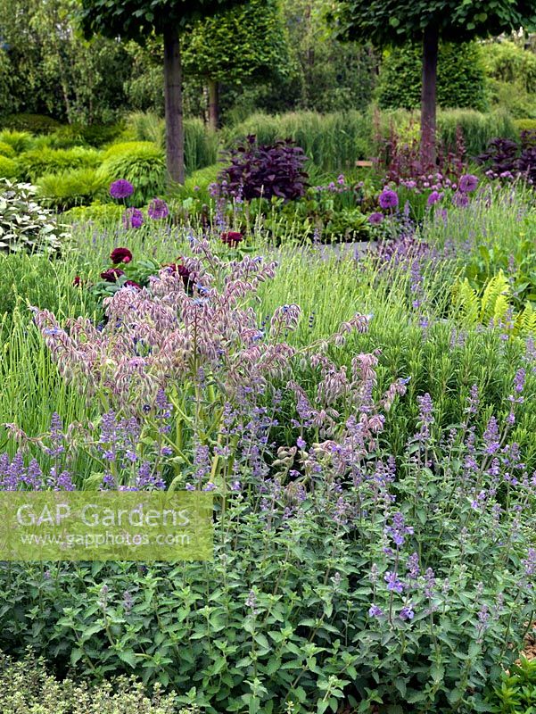 A harmonious planting of purple, pink and blue herbs and ornamentals in a large informal contemporary garden.