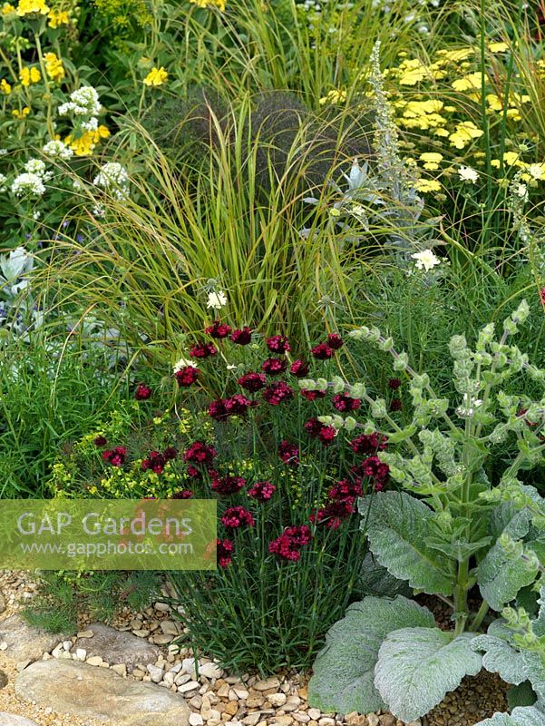 Dianthus cruentus sits at the front of a loosely planted summer border.
