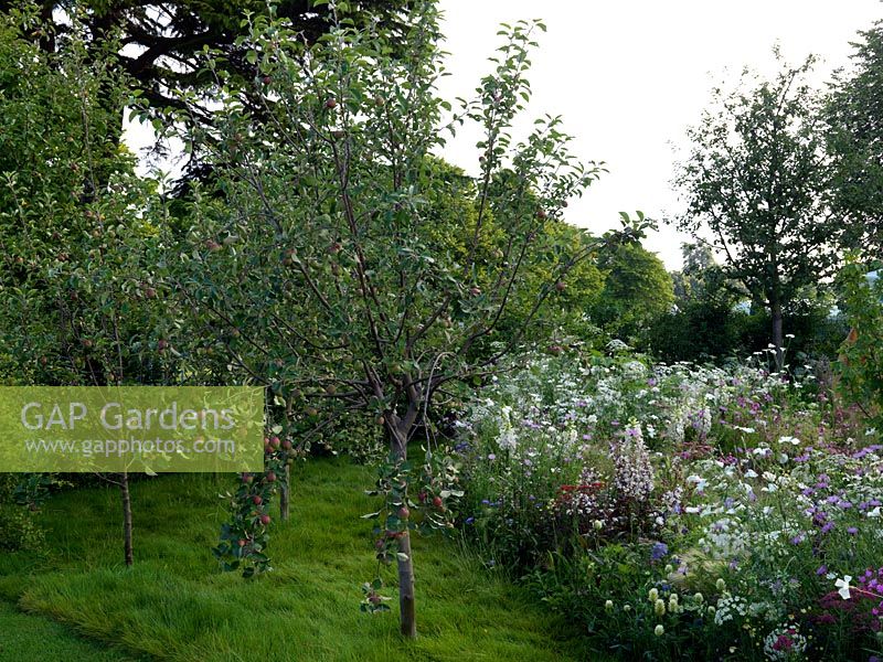 A country garden apple orchard, surrounded by wildflowers.