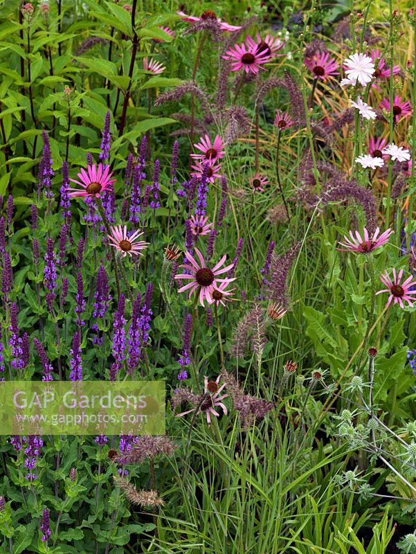 A harmonious pink and purple combination of Salvia Mainacht, Echinacea tennesseensis and Pennisetum orientale Karley Rose.