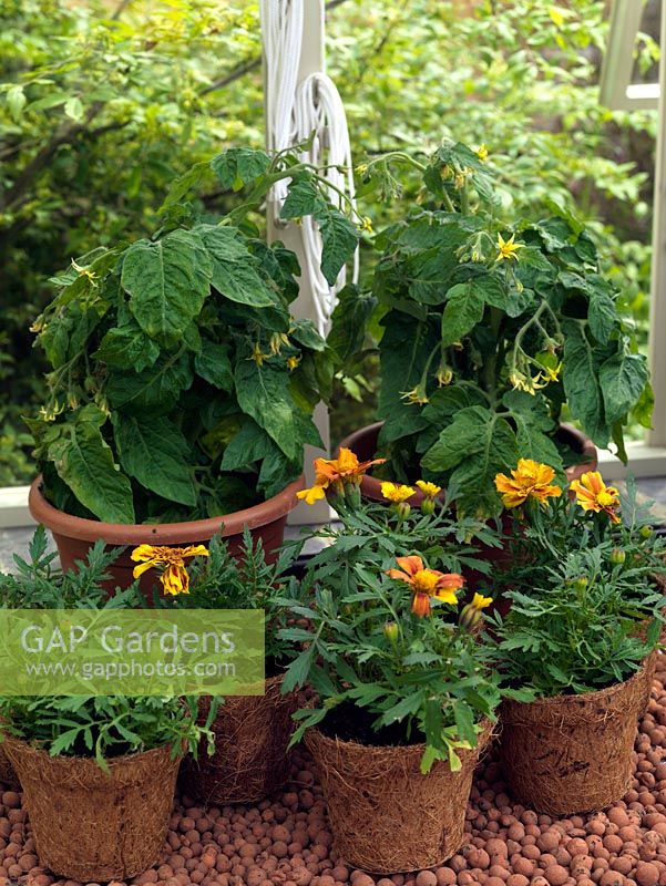 Tomato plants with Marigold companions to repel insect pests.