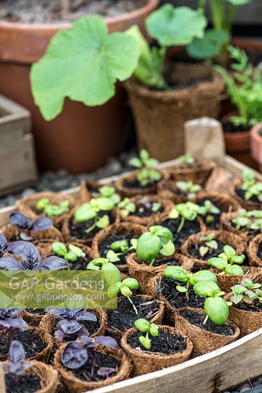 Young basil plants growing under cover in a greenhouse.