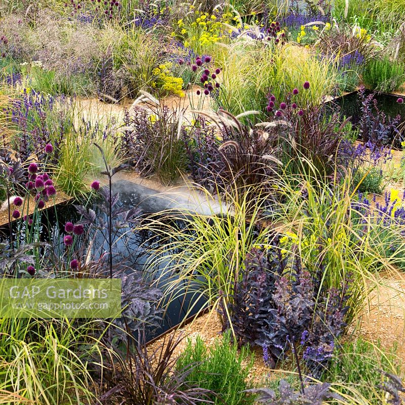 A gravel garden divided in squares of black water, and planted with agapanthus, red fountain grass, drumstick allium, lavender, salvia, euphorbia, santolina and sedum. A steam machine blurrs the reflections on the still pool.