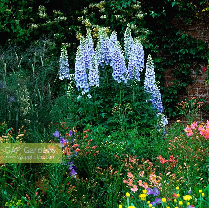 Against honeysuckle on wall, blue Delphinium 'New Dawn' rises above pink alstroemeria and campanula.