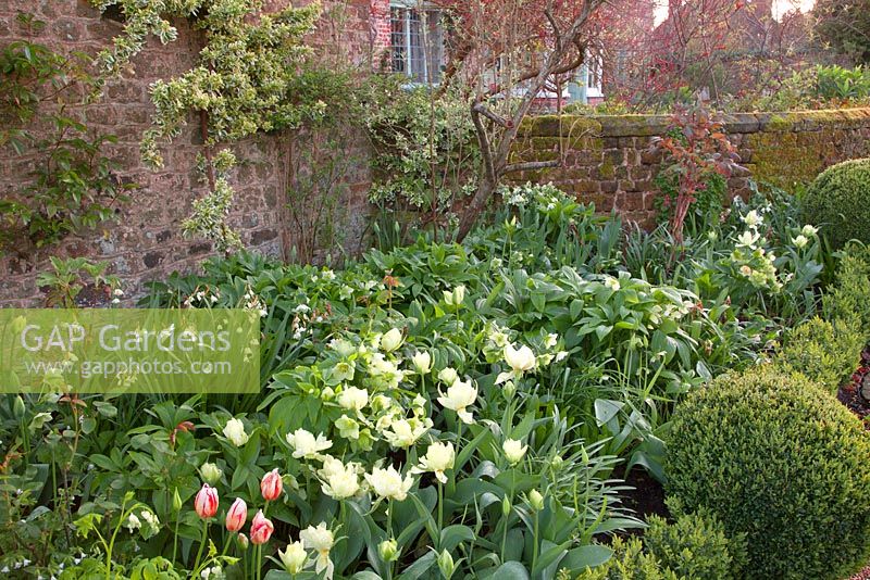 Spring border with Box ball and Tulipa 'Spring Green', Tulipa 'Maureen', Tulipa 'Exotic Emporer', Leucojum aestivum 'Snowflake', Helleborus and Lamprocapnos spectabilis 'Alba' 