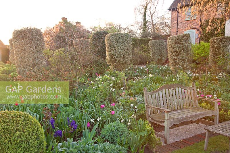 Wooden seat and table in spring garden with mixed Tulipa Narcissi Sedum Hyacinth clipped Buxus balls and columns of Rhamnus alaternus 'Argenteovariegata' at dawn